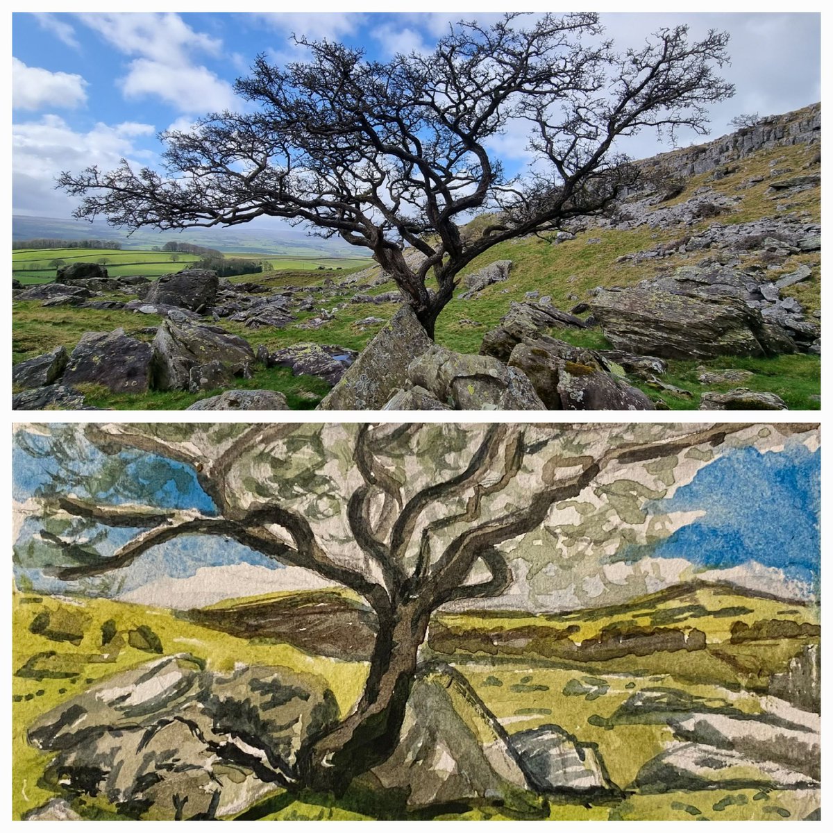 Still erratic after all these years.... Back at one of my favourite trees...a hawthorn at Norber Erratics Painted a few years ago as part of her wonderful #apaintingaday little books by @MichelleU_Wood