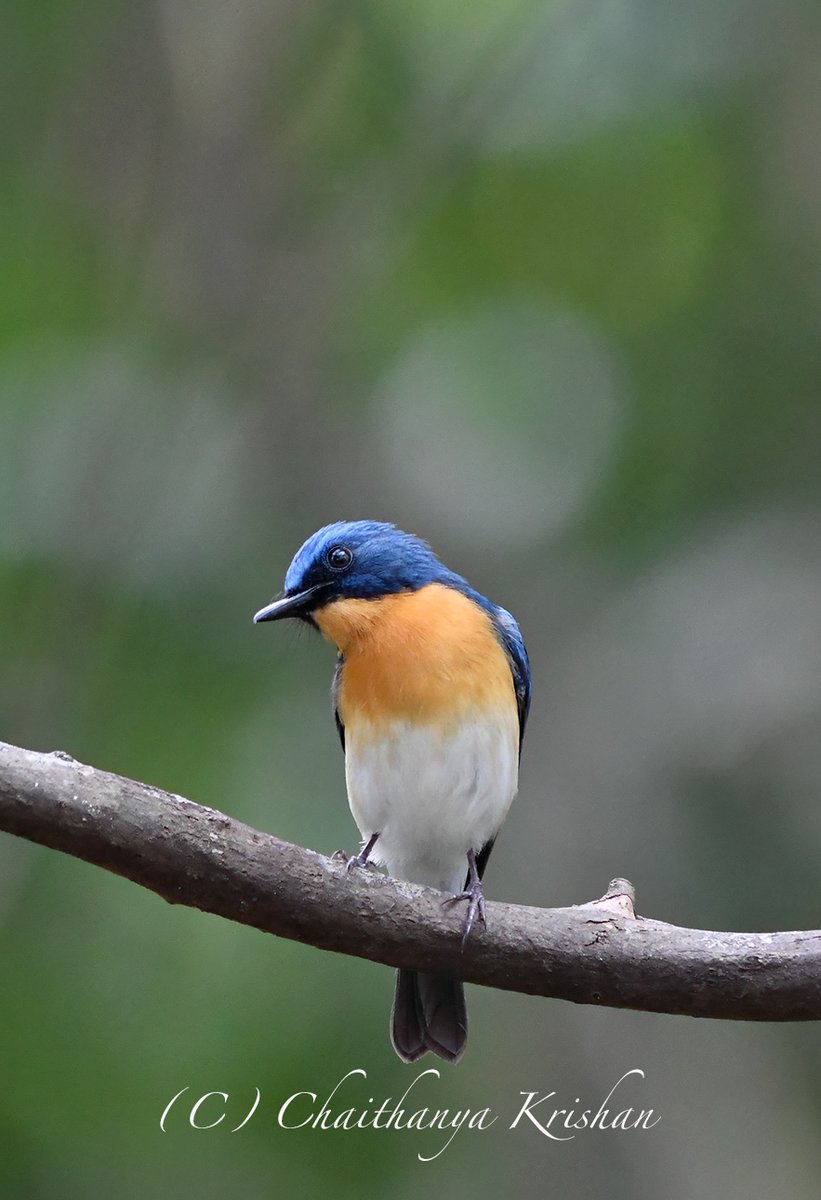 Tickell's blue flycatcher Thattekad, Kerala #birds #IndiAves @IndiAves #flycatcher #kerala #keralabirds #wildlife #wildlifephotography