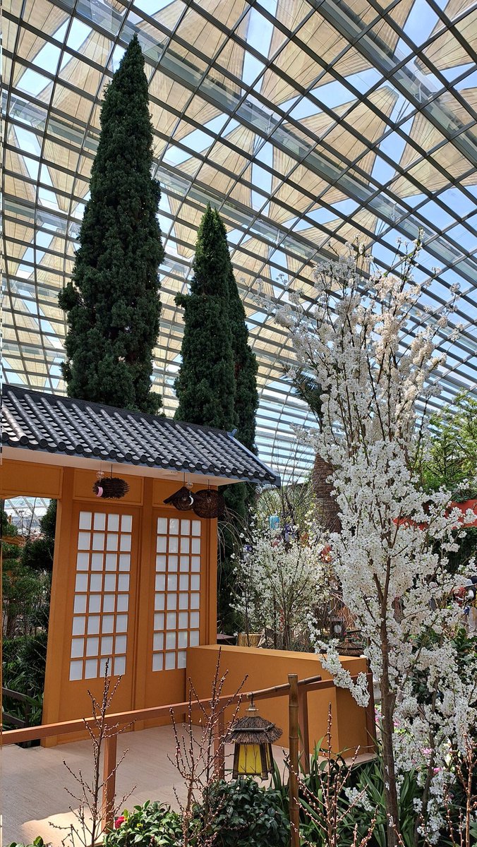 Indoor Sakura in Singapore <a href="/GardensbytheBay/">gardensbythebay</a>