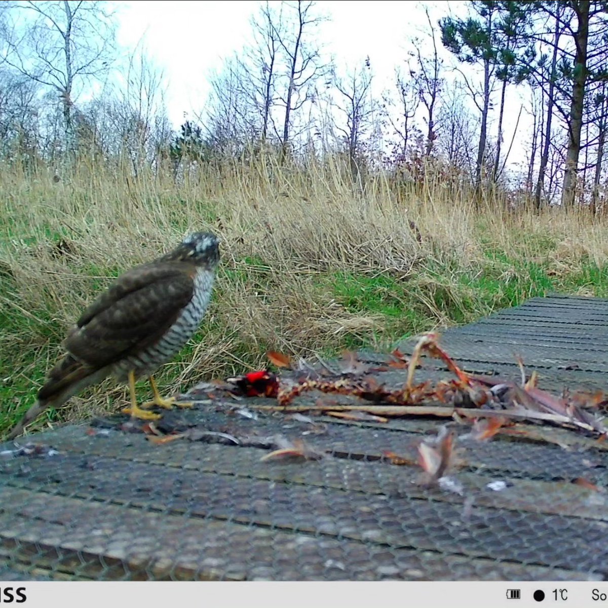 Musvåge vs. Spurvehøg

#dknatur #biodiversitet