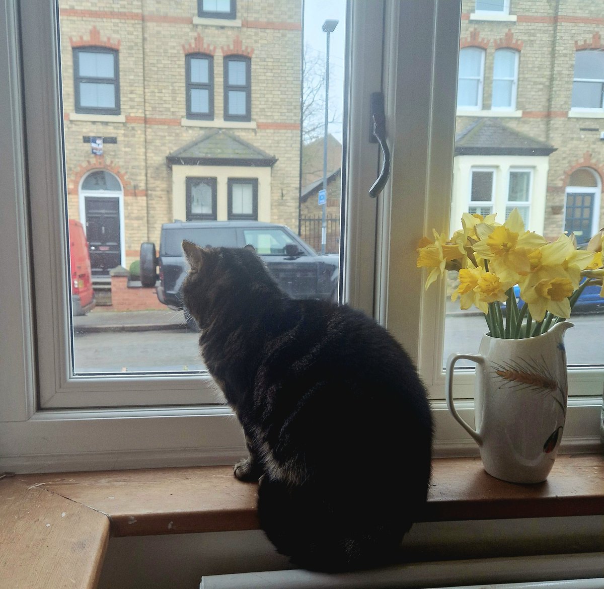 mikster_derby's tweet photo. @Tjitske_J #Betty has joined the #windowcats gang but Dadmin didn't want to go out in the rain to photograph her 😹🐾❤️ #MondayMorning #CatsOfTwitter https://t.co/MortWVYdeV