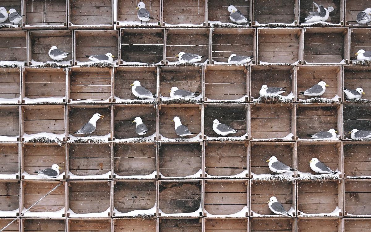 Biotope / Tormod Amundsen tweet media