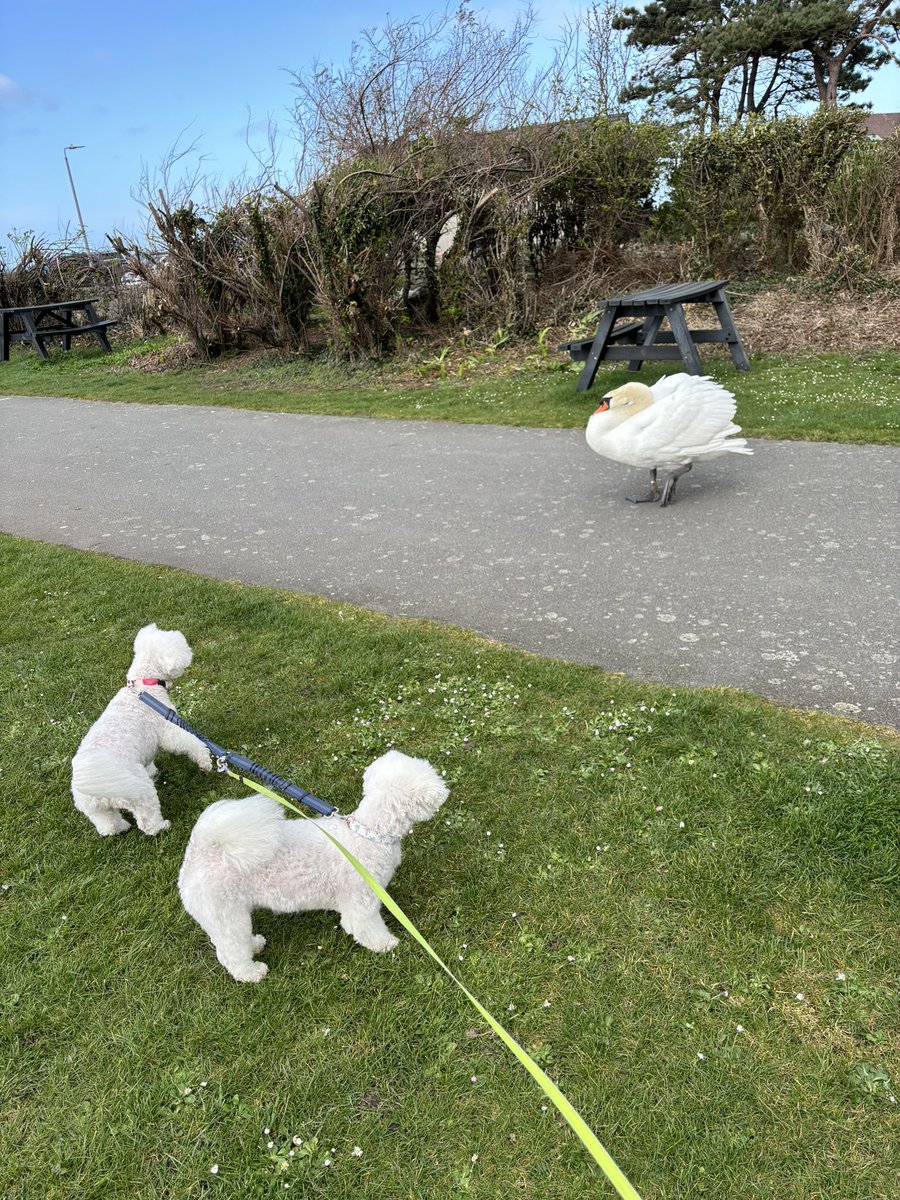 Ian Saunders (@cwrwgwrw) on Twitter photo Snowy (right) celebrates his 5th Birthday with Milou at the Welsh 4th tier local derby between <a href="/LLTFC_Official/">Llanfairfechan Town Football Club</a> and <a href="/PenPhoenixFC/">Penmaenmawr Phoenix FC</a> <a href="/nonleaguedogs/">nonleaguedogs</a> but had trouble with one of the locals! Snowy (right) celebrates his 5th Birthday with Milou at the Welsh 4th tier local derby between <a href="/LLTFC_Official/">Llanfairfechan Town Football Club</a> and <a href="/PenPhoenixFC/">Penmaenmawr Phoenix FC</a> <a href="/nonleaguedogs/">nonleaguedogs</a> but had trouble with one of the locals!