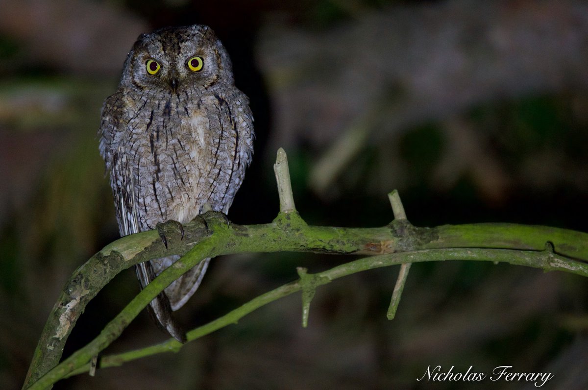 Scops Owl on migration through the nature reserve.