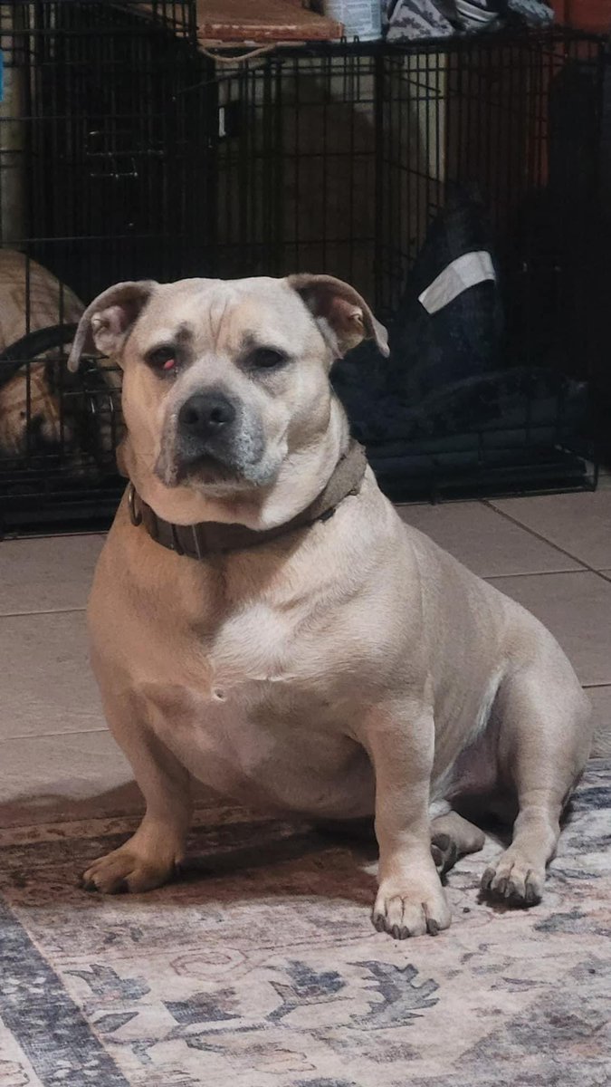 CleanGuayabera's tweet photo. Friends, if you or your family is in the Pecan Valley/ Goliad area in San Antonio- Our family dog Willie got out of the yard three hours ago and is missing. He is microchipped and wearing a collar, but we still can’t find him. Please RT and help us bring Willie home. 😞 https://t.co/P2Hx4BRVYC