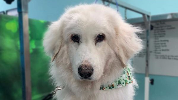 Spin Rescue tweet media