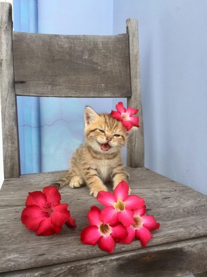 xAnimalWelfare's tweet photo. من مسرّات الحياة:🥹💕 #cat https://t.co/mUg4aTakSV