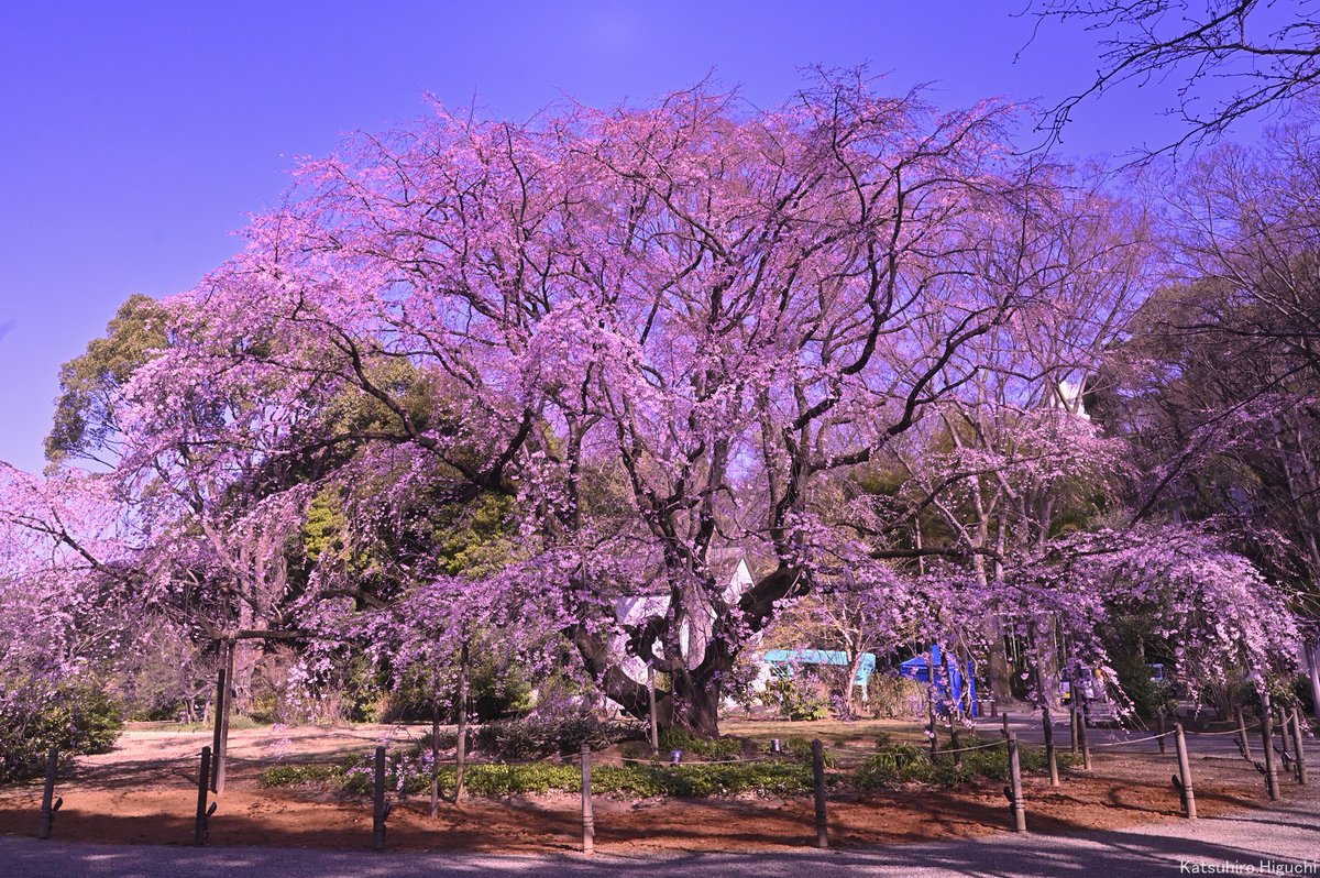 #枝垂れ桜

しだれ桜の花言葉は
『優美』『円熟した美人』

六義園のシンボル的な存在
銘木枝垂れ桜ですが
珍しくも観客いない景色です
今年はかなり遅れています。
画像は2023/3/15.09.41.31.
