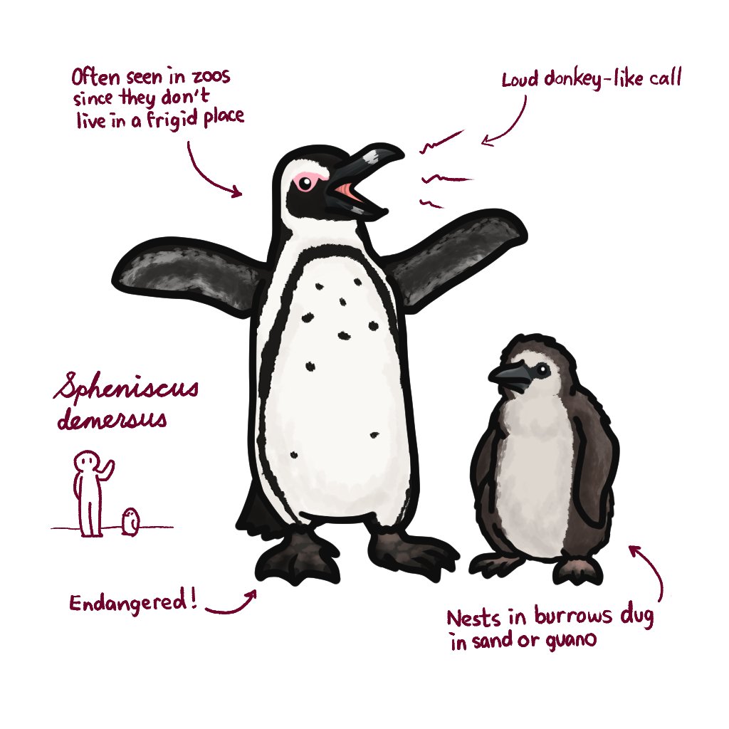 The African penguin was once abundant, but oil spills, egg/guano harvesting, and overfishing reduced their wild population to less than 50,000 individuals. 
#marchofthepenguins #penguin #bird #africanpenguin #blackfootedpenguin #education #art #endangered