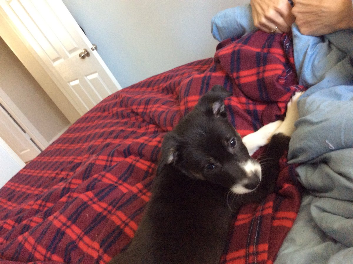 DatsunBlues's tweet photo. Happy #NationalPuppyDay #Cooper #Dolly #Bailee #Ryder https://t.co/t2KNUTb4I3
