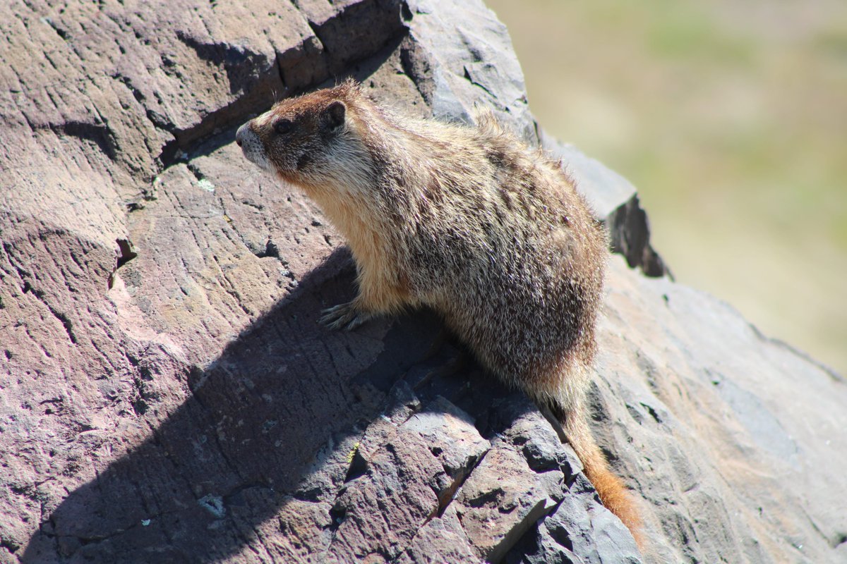 kpthefirst's tweet photo. My new marmot friend was NOT camera shy and I appreciated that! #marmot #eawa https://t.co/LRiRyR6dLh