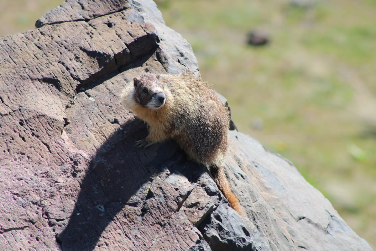 kpthefirst's tweet photo. My new marmot friend was NOT camera shy and I appreciated that! #marmot #eawa https://t.co/LRiRyR6dLh