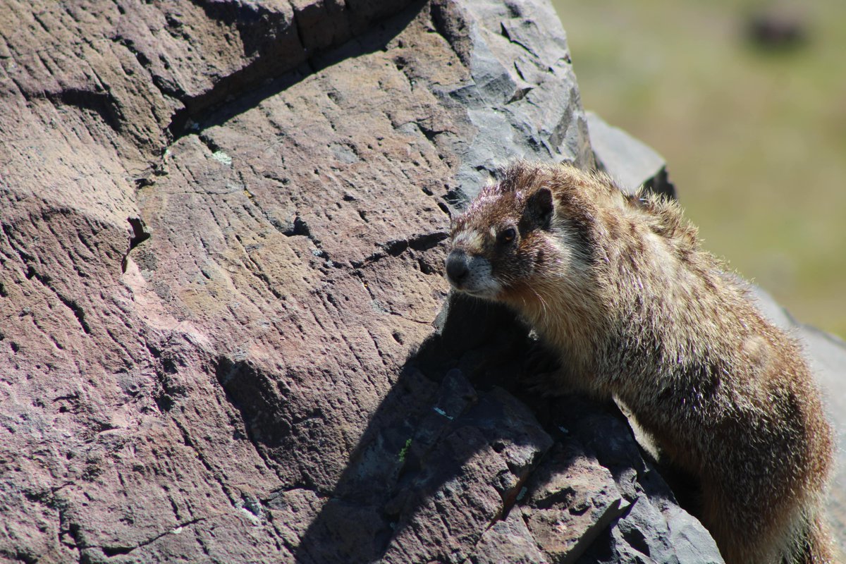 kpthefirst's tweet photo. My new marmot friend was NOT camera shy and I appreciated that! #marmot #eawa https://t.co/LRiRyR6dLh