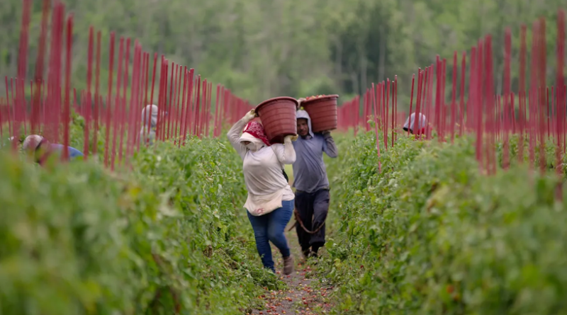AWFJ's tweet photo. Big Agra runs the food biz, alas. Only the rich get to eat well — most people eat the over-processed, carb-laden junk that passes for food. Learn more in @MagnoliaPics’ #FoodInc2, a must-see doc from #RobertKenner and #MelissaRobledo. @AprilMac reviews: https://t.co/Mja8VCx1BU https://t.co/9mhOjkSBhk