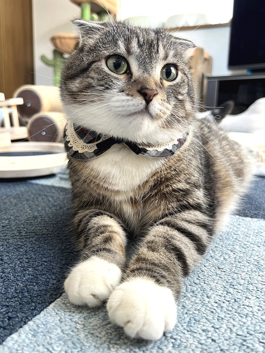 ネコさん専用 ねこに転生したおじさん てぷちゃん 等身大ぬいぐるみ｜タカラ