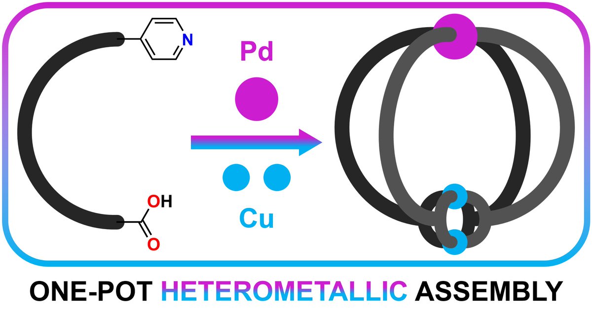 David Turner (@drtchemistry) on Twitter photo A mixed Cu/Pd lantern cage, combining the two motifs into one species by <a href="/ShannonThoonen/">Shannon Thoonen</a> and Sam. And a cooler image from Shannon than I could hope to make (my effort in comments)! doi.org/10.26434/chemr… <a href="/Molecular_Cages/">Molecular Cages</a> <a href="/POC_Papers/">Cage Papers</a> A mixed Cu/Pd lantern cage, combining the two motifs into one species by <a href="/ShannonThoonen/">Shannon Thoonen</a> and Sam. And a cooler image from Shannon than I could hope to make (my effort in comments)! doi.org/10.26434/chemr… <a href="/Molecular_Cages/">Molecular Cages</a> <a href="/POC_Papers/">Cage Papers</a>
