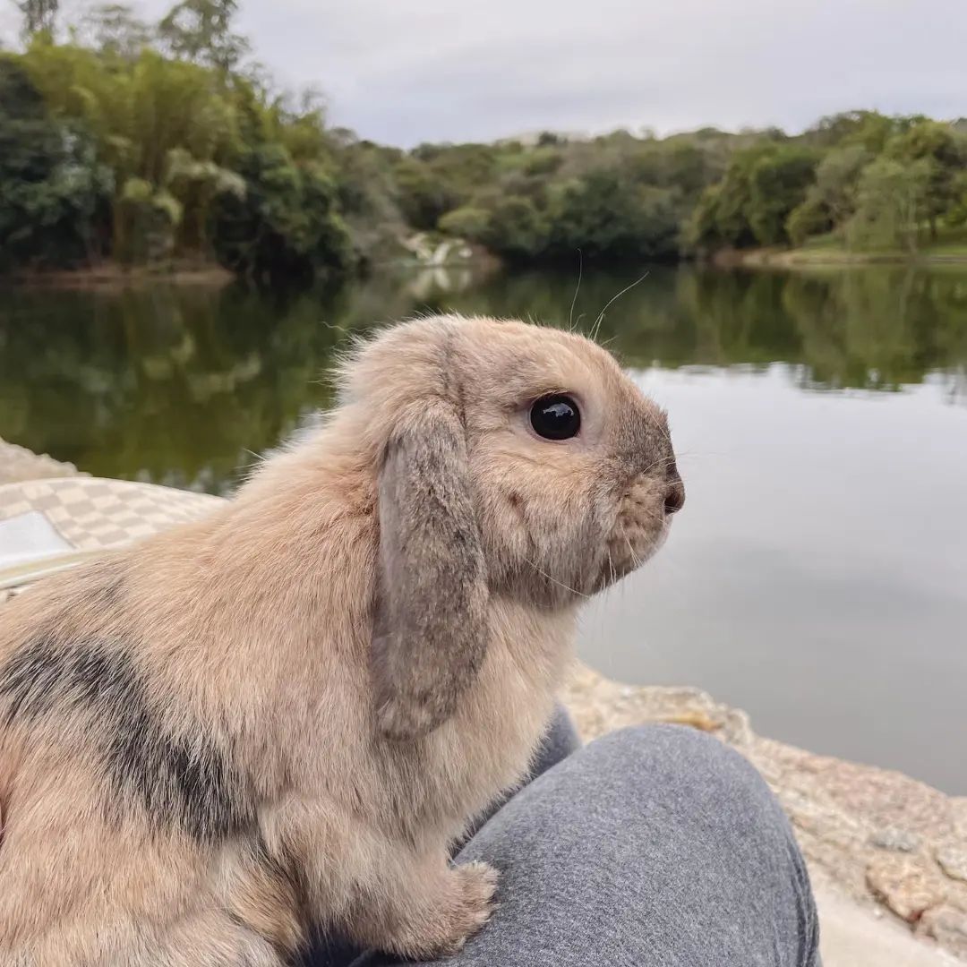RabbitUnion tweet picture