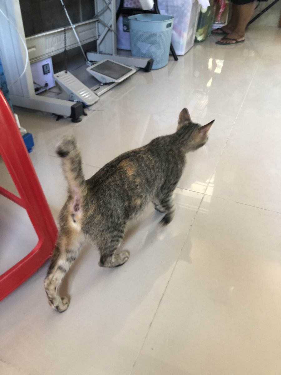 louisclaparols's tweet photo. Our new workshop supervisor
Ms. Maricris
🐱🐱🐱 #puspin https://t.co/QbW9mQ3Rh5