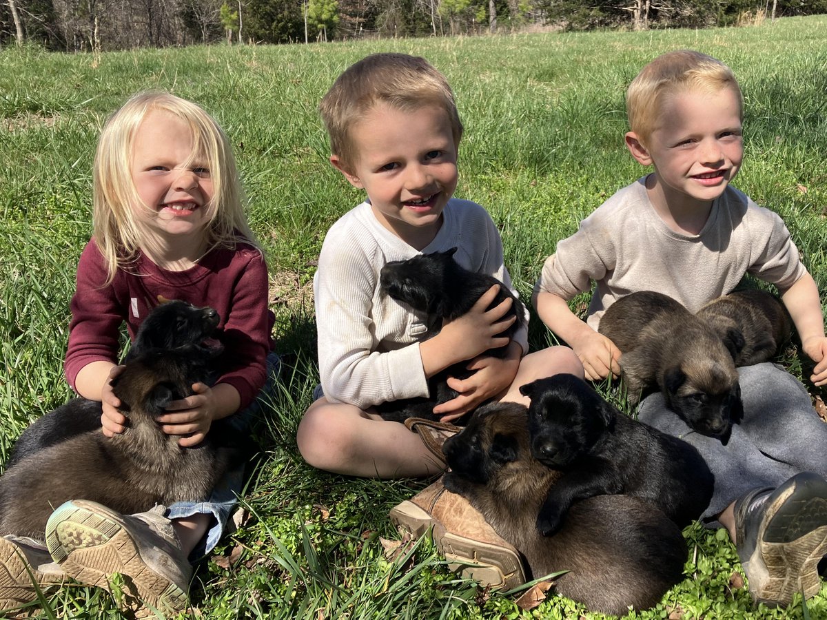 MtnMalinois's tweet photo. Playing with puppies doesn't get old! https://t.co/2LFVBxQTgc