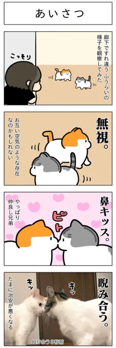 あいさつ・仲良しだ寝│フェリシモ猫部  