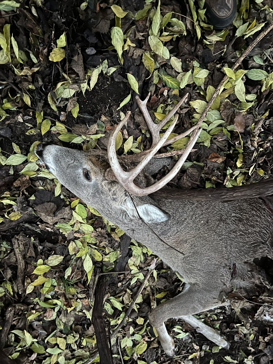 MookGOP's tweet image. 2023 Allegheny County 2b Archery Buck