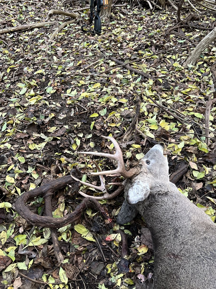 MookGOP's tweet image. 2023 Allegheny County 2b Archery Buck