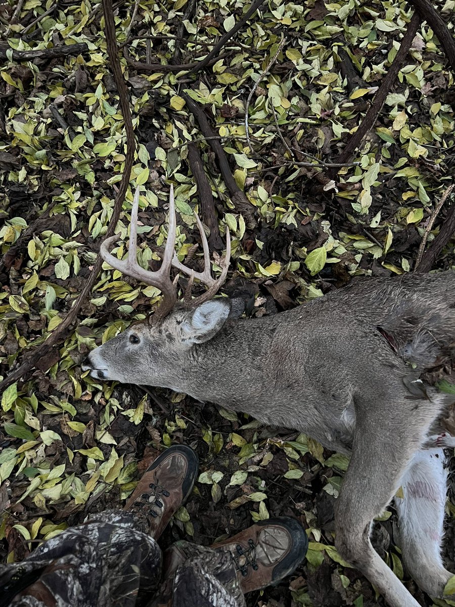 MookGOP's tweet image. 2023 Allegheny County 2b Archery Buck