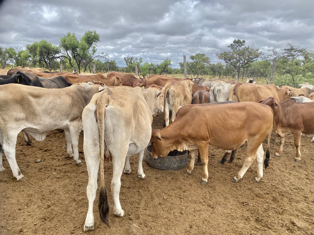 Klipranch tweet media