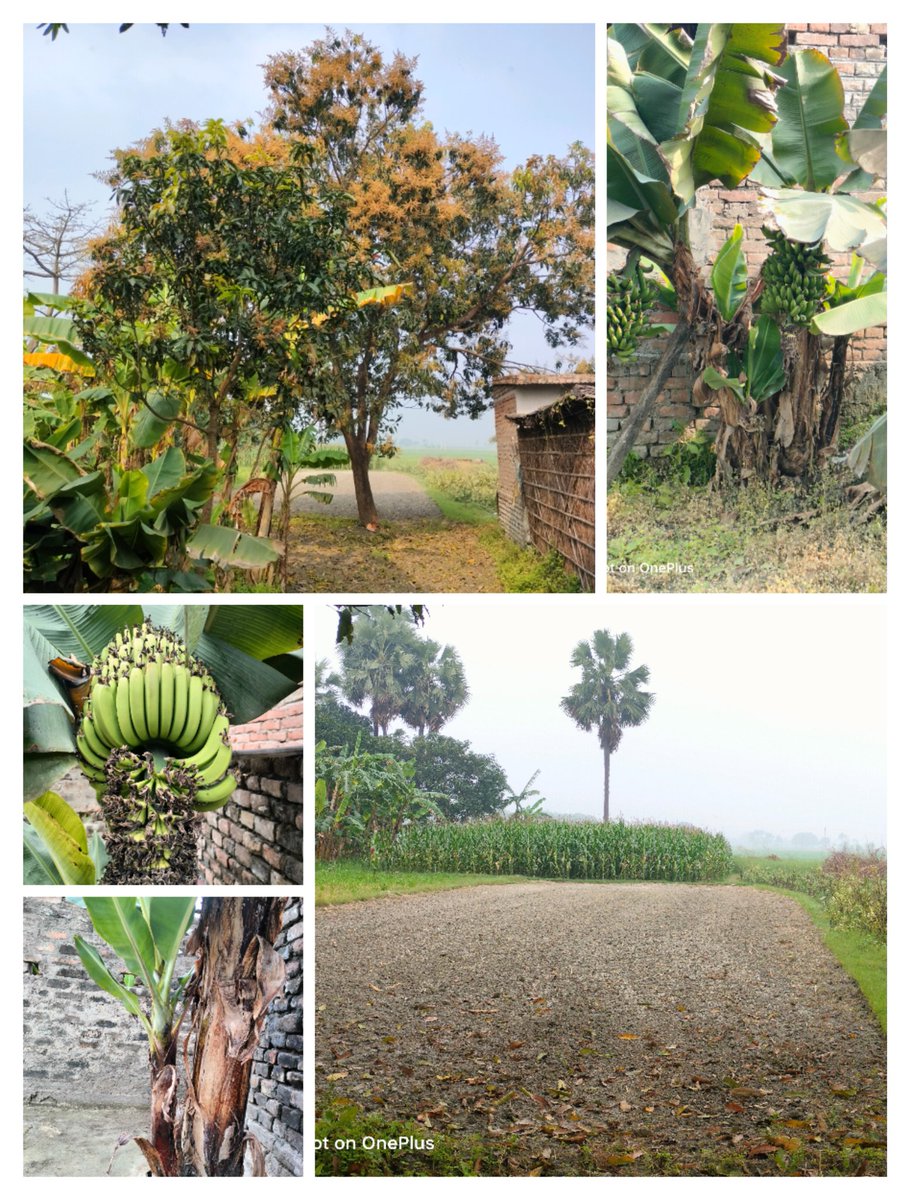 thokojei's tweet image. उम्मीद है इस बार आम अच्छे होंगे 😍
#VillageVibes