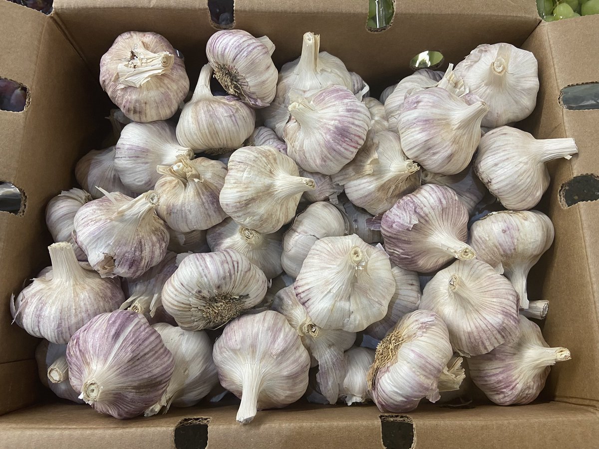 HGWalker1's tweet image. Size on these?! Some whopping Argentinian garlic fresh on the stand today 🧄 #garlic #fresh #fruit #veg #argentina #healthy #seasonal #vegan #fresh #freshproduce