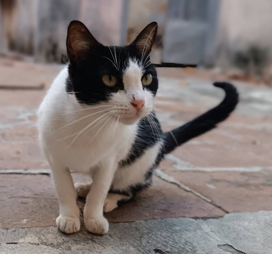 Krimper_Cuba's tweet photo. @rollercoin_com This kitten is not really ours but we consider her part of the family, one day she appeared in the yard and my kids gave her some food and since then she eats in our home every day, they play with her every day and even gave her a name, her name is Julita
#rollerpets
@AlejoS2022 https://t.co/9zhyFiBKni