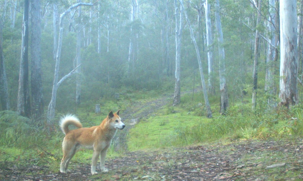 Guy Ballard tweet media