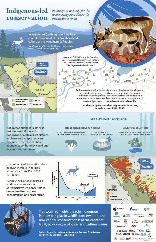 This infographic from @CanMountainNet showcases how Indigenous communities in British Columbia took action to successfully conserve and restore local caribou populations. Learn about Indigenous knowledge and the role that Indigenous Peoples can play in wildlife conservation 👇