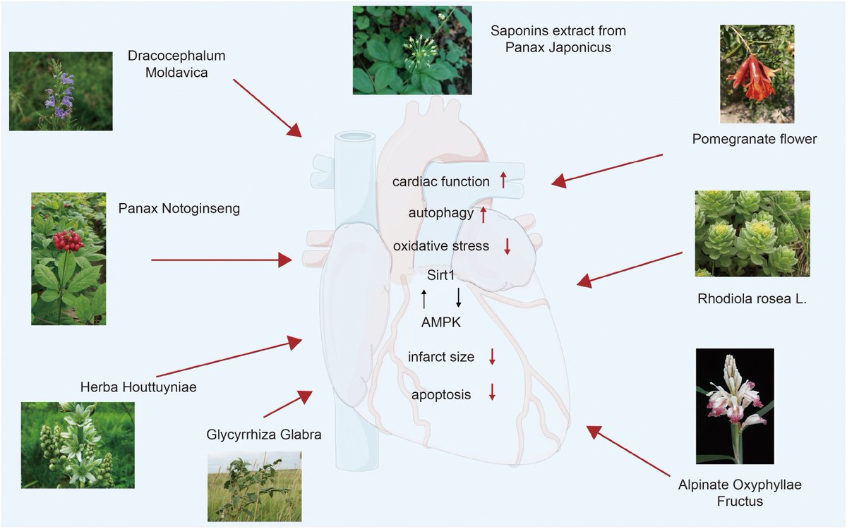 The potential of #herbal drugs to treat #heartfailure: The roles of Sirt1/AMPK
sciencedirect.com/science/articl…