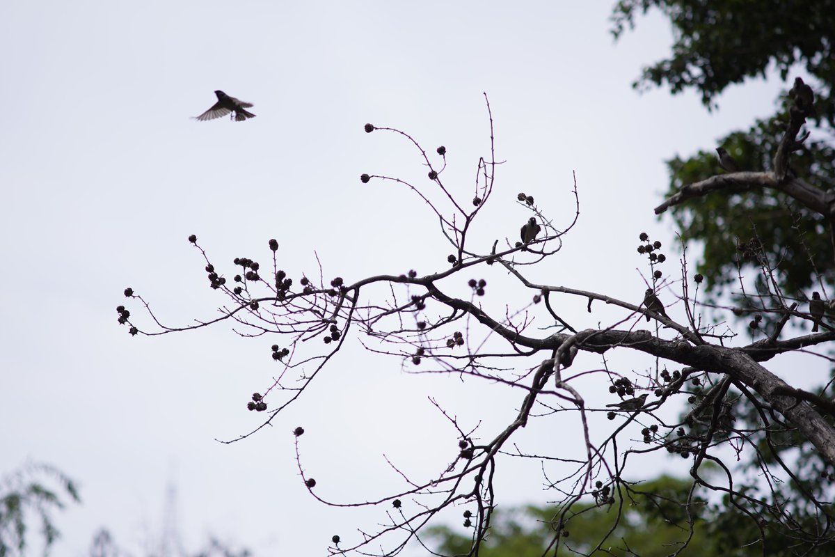 LCCJZ1's tweet photo. 公園裡
sony a7iii with nikon nikkor135mmf2.8 https://t.co/rZgZLAb6fx