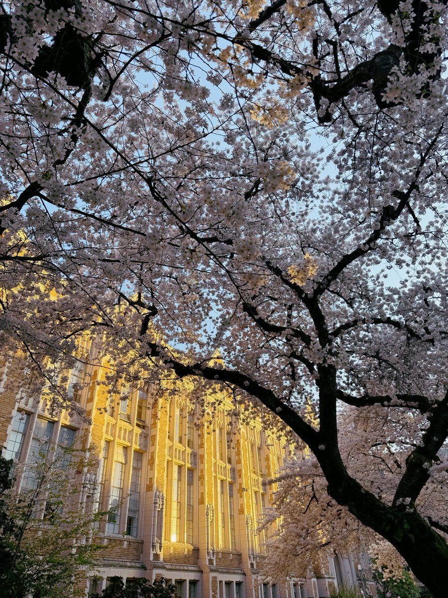 iShani_Kumar's tweet photo. visited @UW’s quad cherry blossoms in peak bloom and it did not disappoint 🌸 https://t.co/VWoPvzKd8W