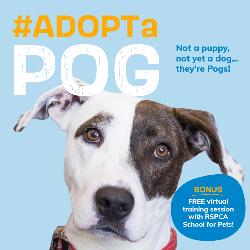 Not a puppy, not yet a dog… they’re POGS!🐶❤️ At 4-12 months they’re not quite puppies and not yet fully grown dogs. But every one of them have big hearts. 🐾Adopt before Thu 28 Mar 2024 and receive a FREE virtual training session. #AdoptAPog today👉 bit.ly/4cspLCK