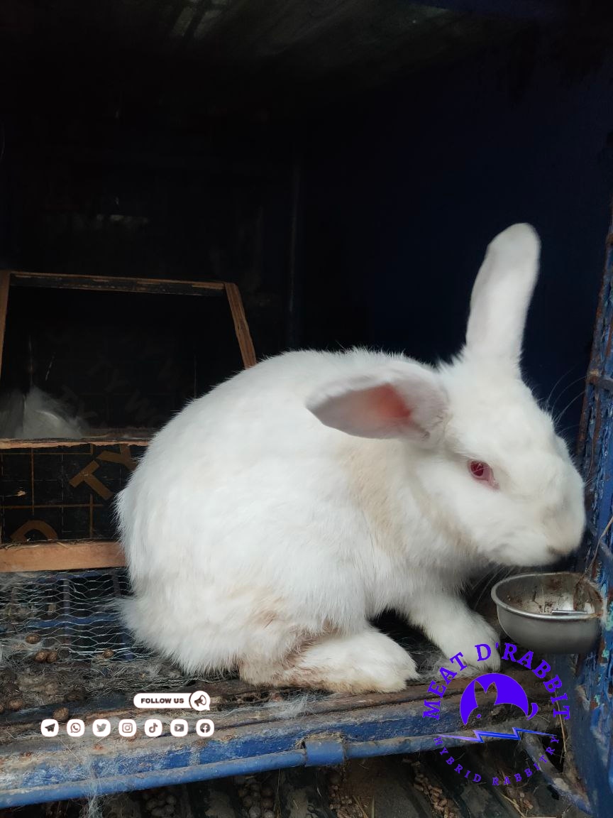 MeatDRabbit's tweet photo. When rabbits grab their ears &amp; bring them down across their faces to give them a wash, you are officially watching one of the cutest animal behaviors in existence. If your rabbit has poo around its bottom it may be a sign of a health problem, take them to the vet for a check up. https://t.co/olcI5jB6B5