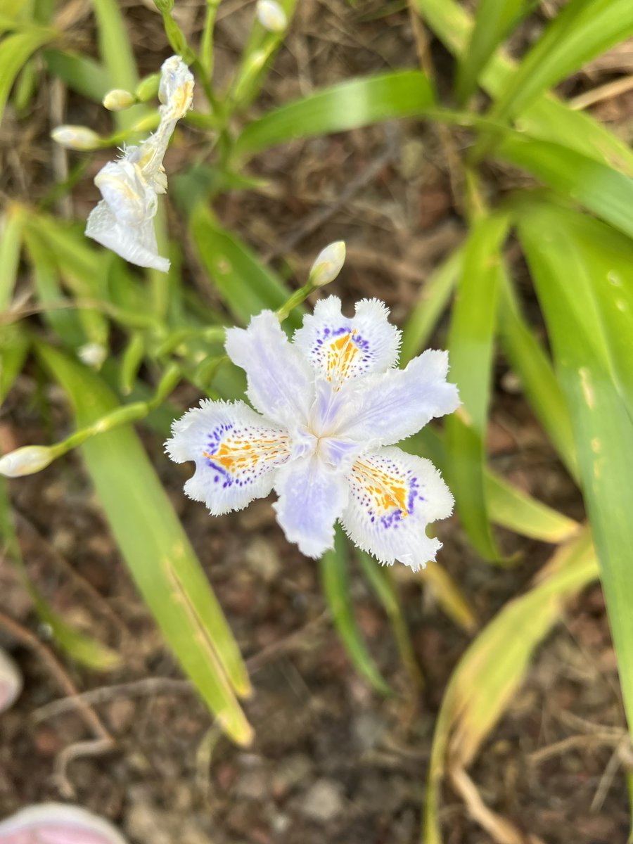 Butterfly Flower ( Iris japonica) #flowerpictures #NaturePhotography #FlowersOfTwitter