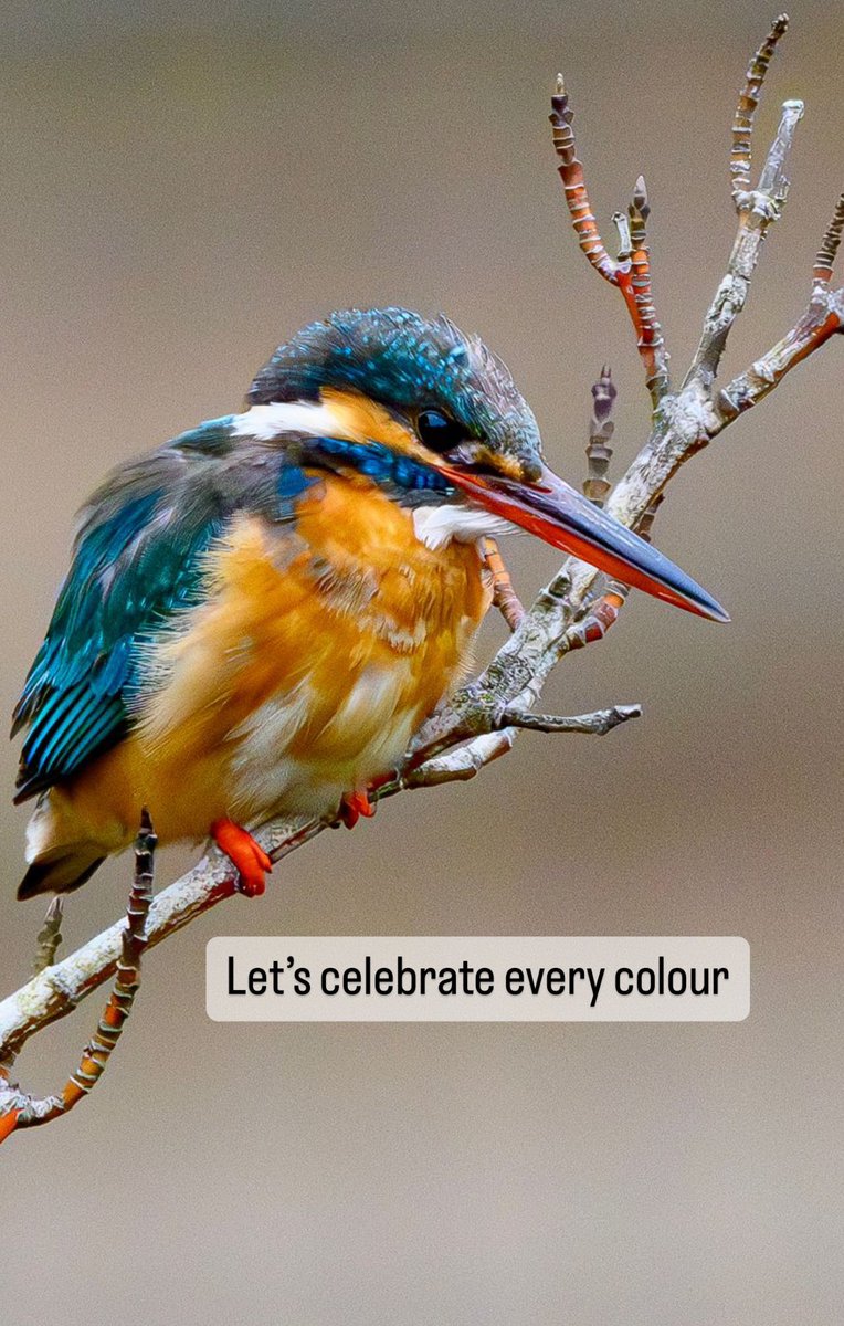 Let’s celebrate every colour. #HappyHoli