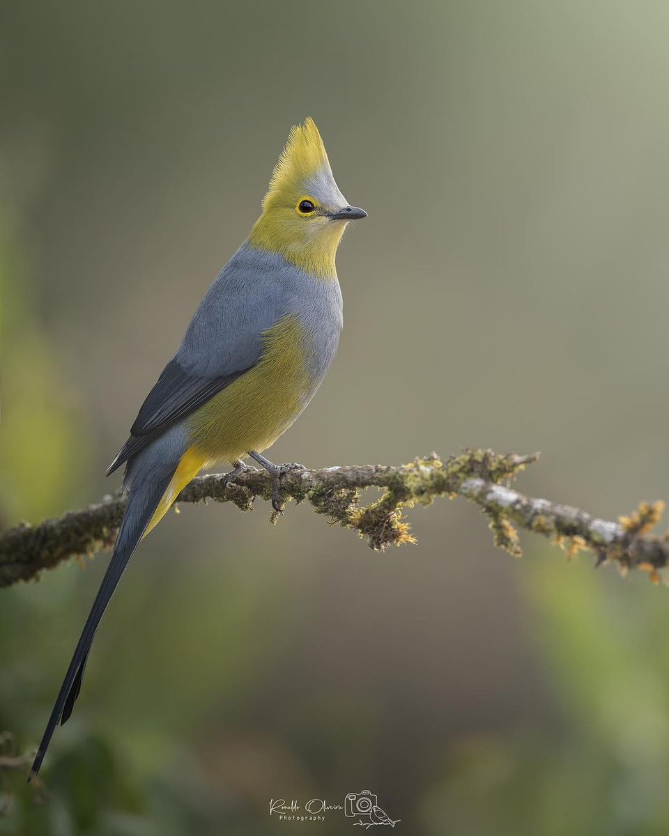 🦜The long-tailed silky-flycatcher is a passerine bird which occurs only in the mountains of Costa Rica and western Panama, usually from 1,850 m altitude to the timberline. #birds #birdwatching #wildlifephotography #photograghy #TwitterNatureCommunity #BirdsOfTwitter