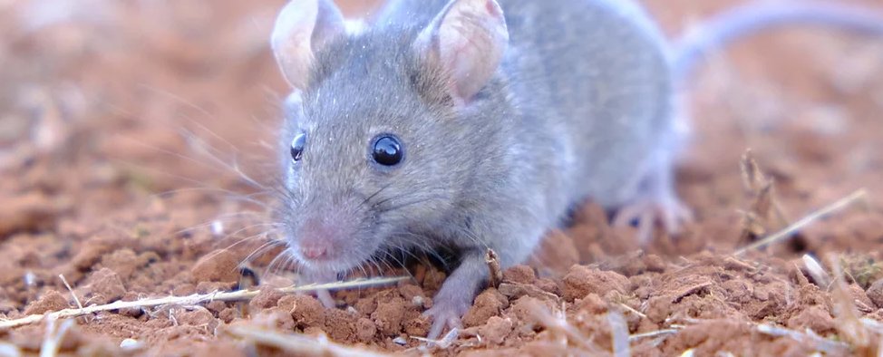 MOUSE BAIT SURVEY: @GrainProducers has applied for a permit for producers to access & administer double strength mouse bait ZP50. GPSA is seeking to further understand the impact of mice on farm, your use of mouse bait & the predicted future needs. Survey: surveymonkey.com/r/QP3Y9T2