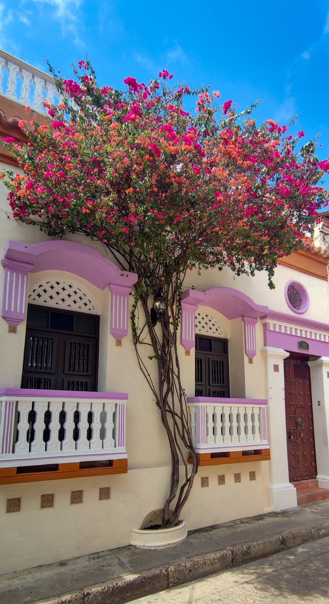 #Cartagena #Colombia #FLOWER #Flowers #photography #PHOTOS #photo #photographer #travelphotography #traveler #Travel #traveltheworld #Voyage #beautiful #GoodMorningEveryone