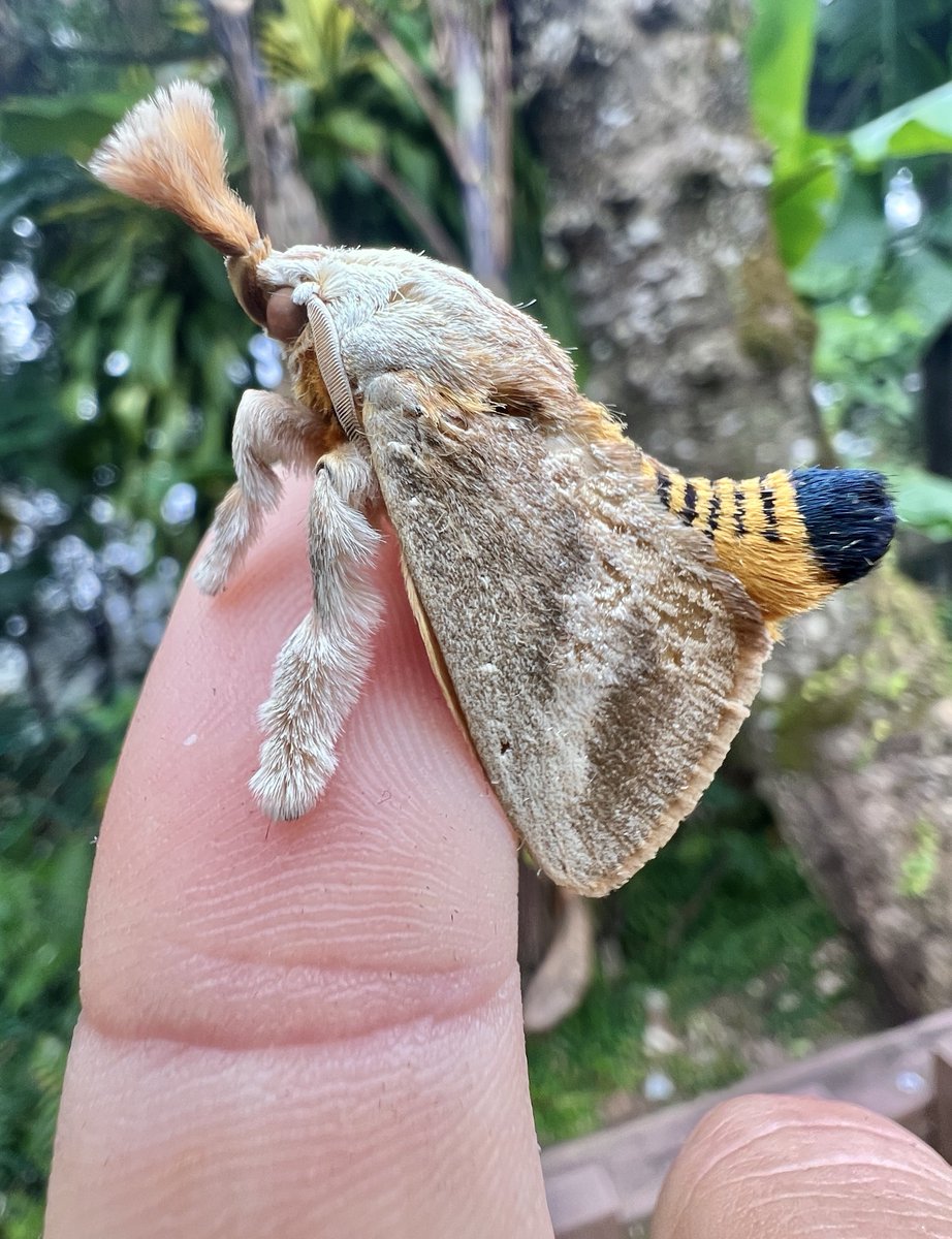 nvolpewild's tweet photo. A Fluffy Buddy! 🥹

Moths come in all sorts of weird shapes, but how INSANE is Slug Moth (Scopelodes sp.) from Malaysia!! 🤯🌳

Rocking an awesome hairdo and a colourful butt, this moth sure is funky! 🕺 https://t.co/l0i0zvpl80