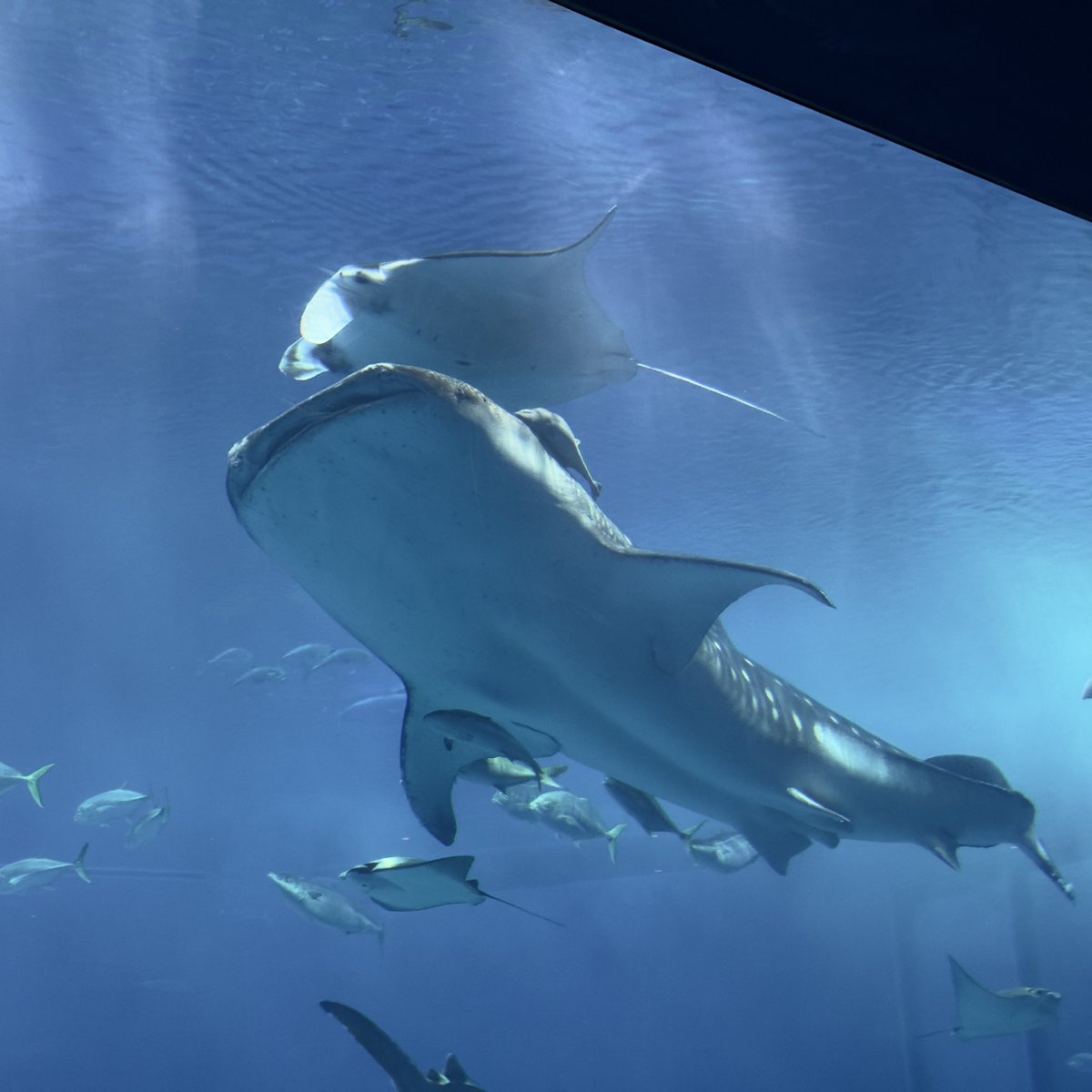 MURAJUN_METAL's tweet photo. LEGEND-43、強行日程だったけど美ら海水族館も首里城も行けたし、シーサー前でモアモモまで2mだったし、大満足 https://t.co/SmDcXvt3Bx