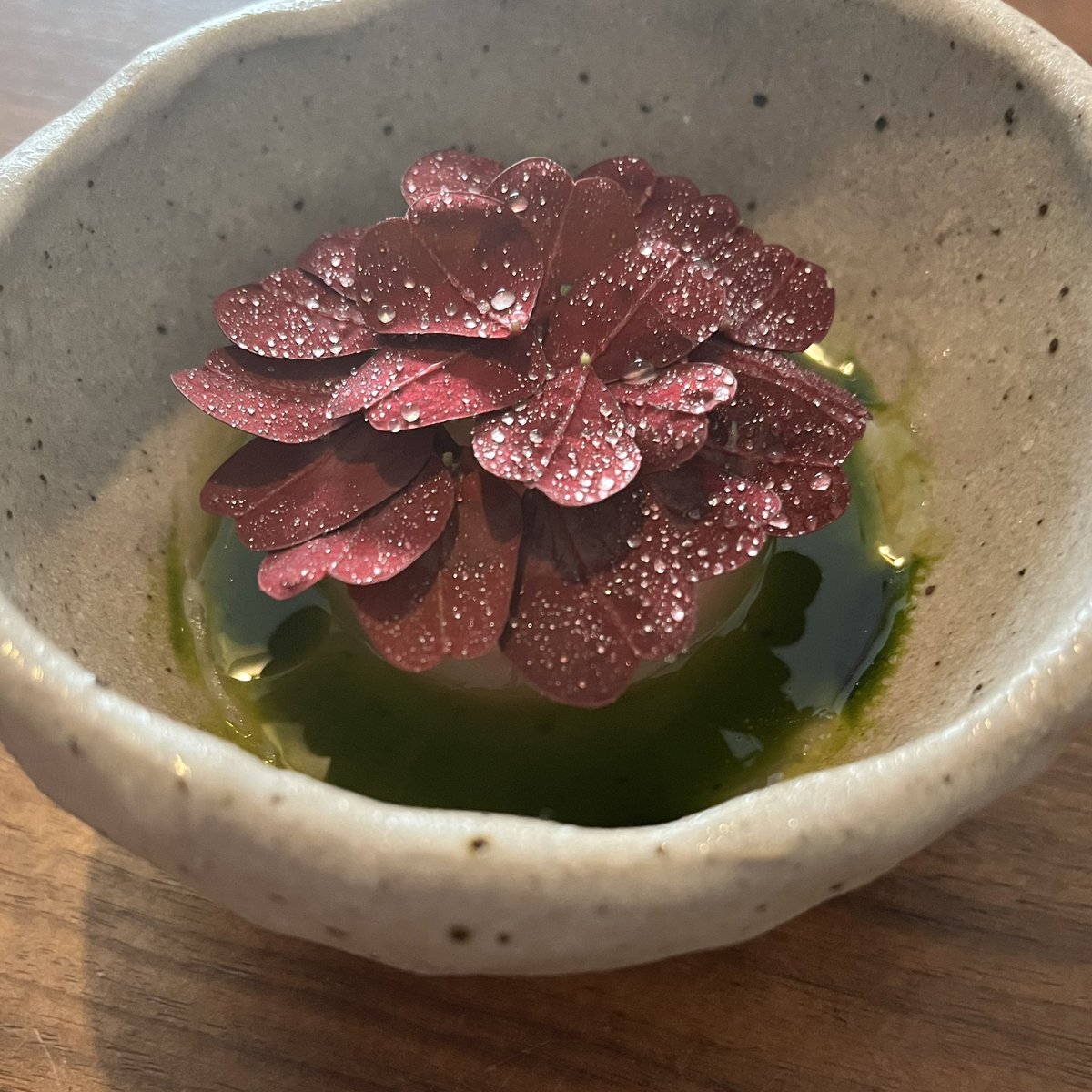 Yorkshire forced rhubarb , gherkin , dill , oxalis @AngloFarringdon @anthonyraffo #foodie #foodblogger #nowaste #foraging #foragedfood #london #foodphotography #foodlover #foodstagram #foodart #farringdonlondon #michelinguideuk #dininglondon #tastingmenus #anglorestaurant