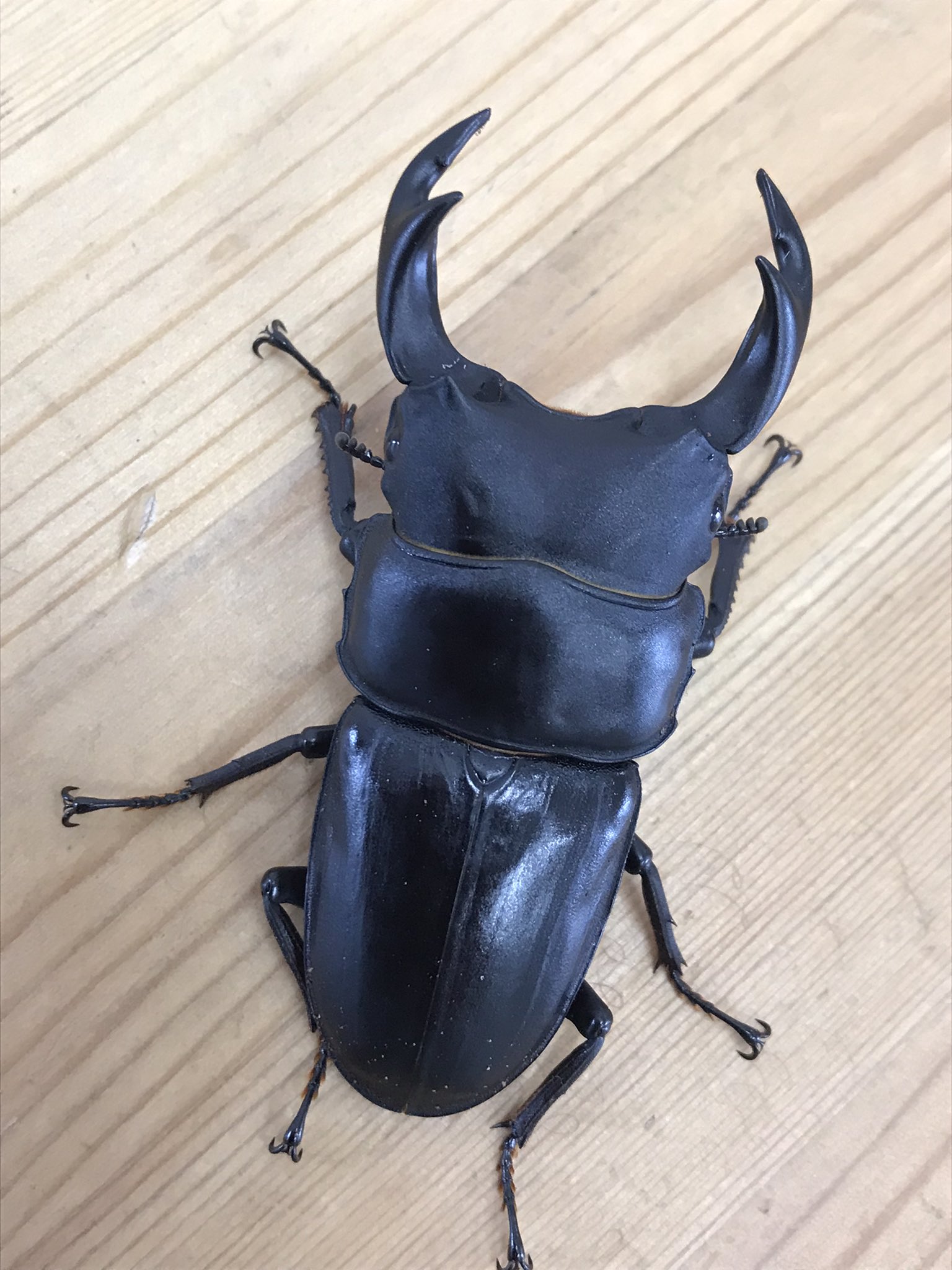 オオクワガタ 宮城県