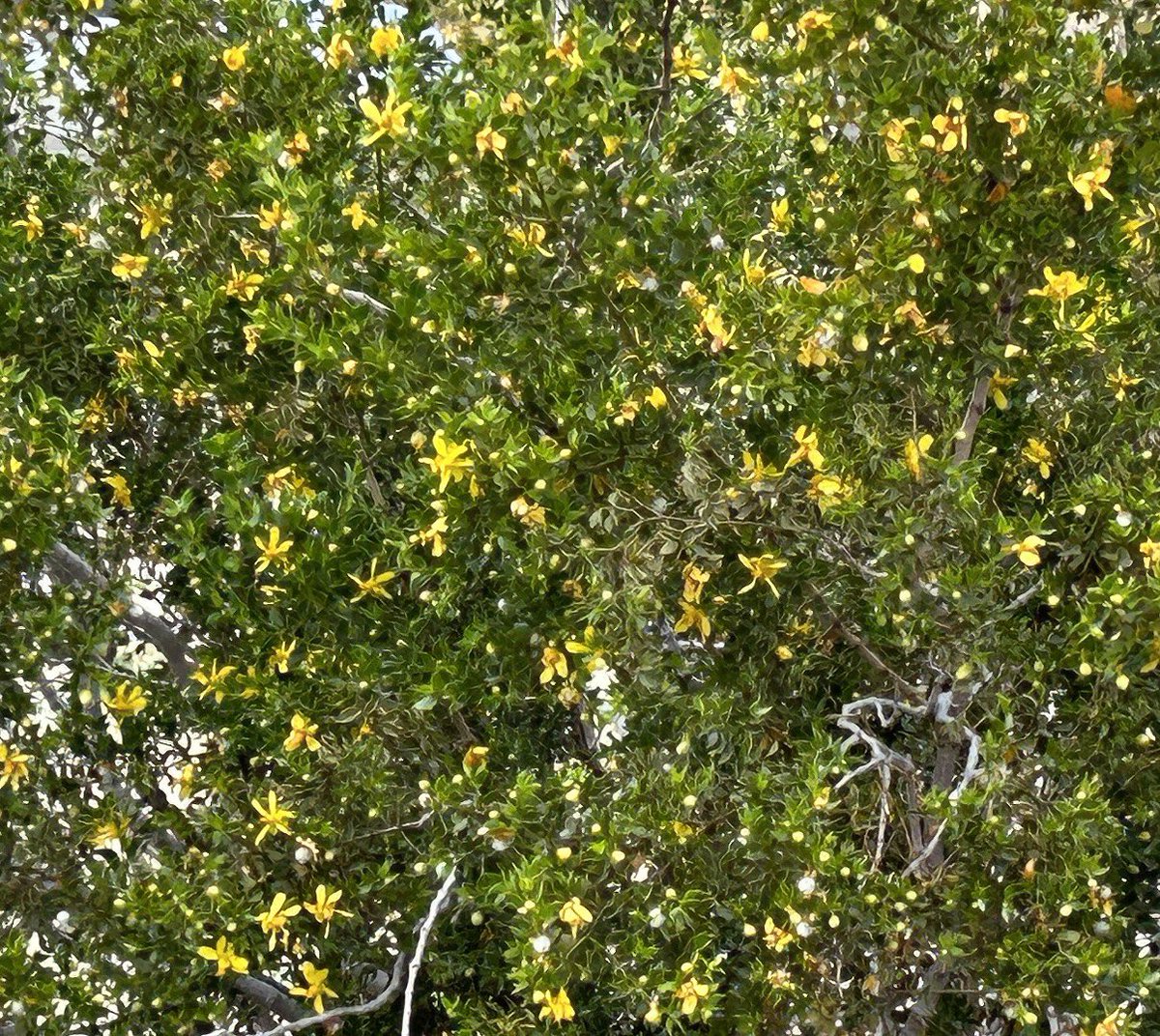 Good Morning, Adam and Treepeople. Here are pictures of the back and front of the flowering Creosote in the Californian desert.