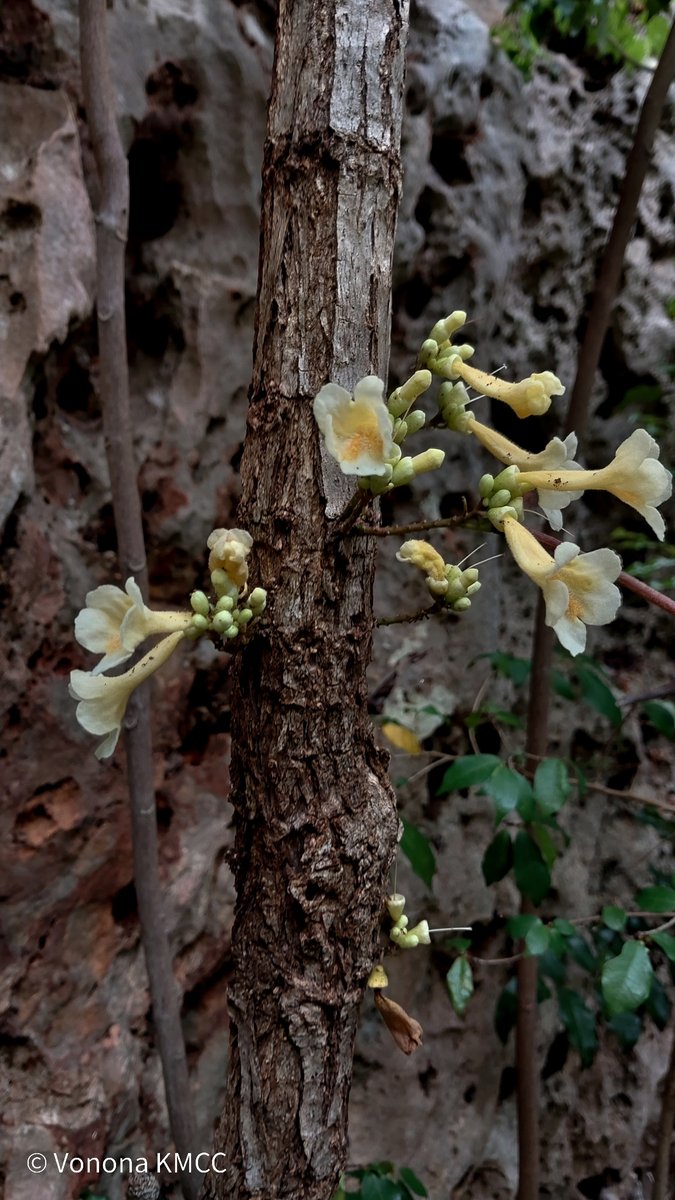 POTD – Colea floribunda (IUCN LC), #Lamiales, #Bignoniaceae, shrub endemic to #Madagascar, observed in #AnkarafantsikaPA