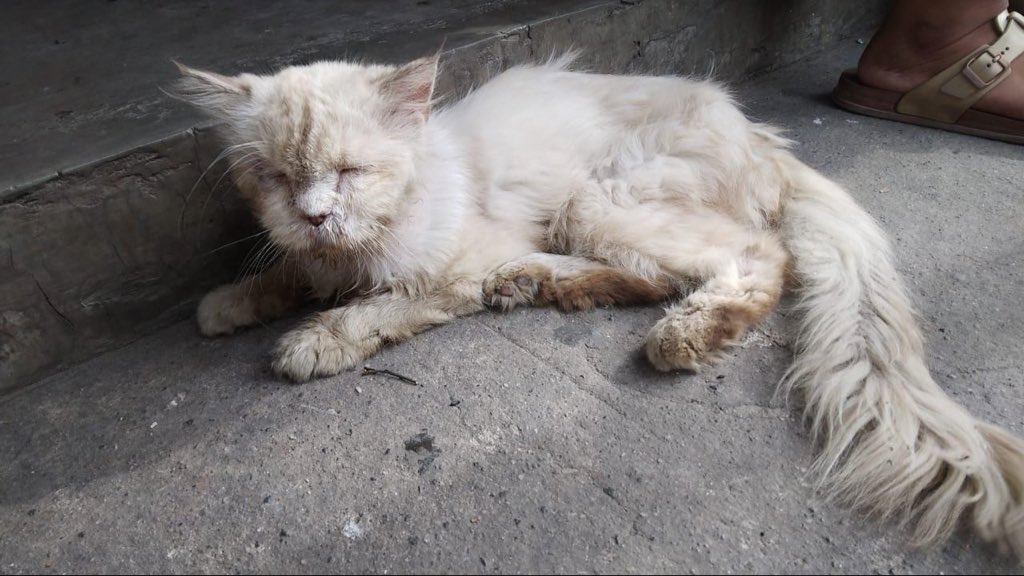mamitigakucing's tweet photo. @pelisahh Please jangan buang kucing kl sudah tua dan tidak lucu lagi. They deserve all the love until it’s their time to go https://t.co/Ny8ozmoC9A